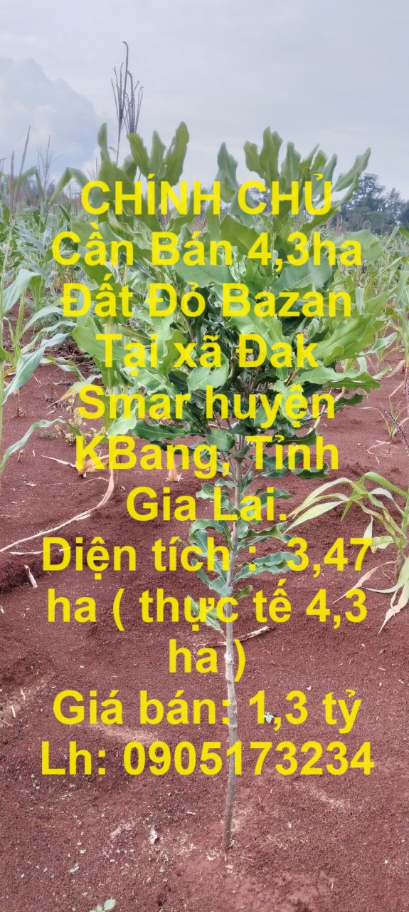 CHÍNH CHỦ Cần Bán 4,3ha Đất Đỏ Bazan Tại xã Đak Smar huyện KBang, Tỉnh Gia Lai. - Ảnh chính